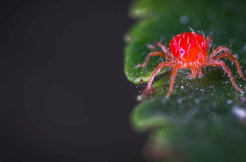 Mini araignée rouge dans la maison : faut-il s’inquiéter et comment les éliminer ?
