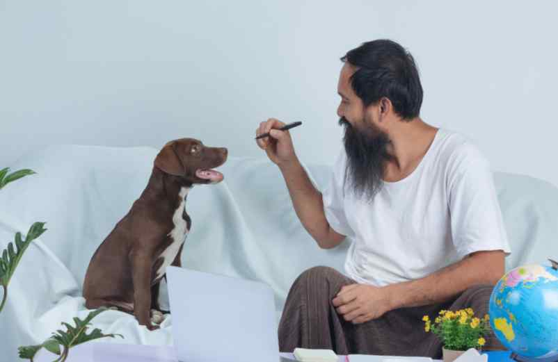 Taxe sur les animaux de compagnie en France 2025 : qui devra payer et combien ?
