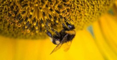 Pollen frais : pour quel usage ? EVISE