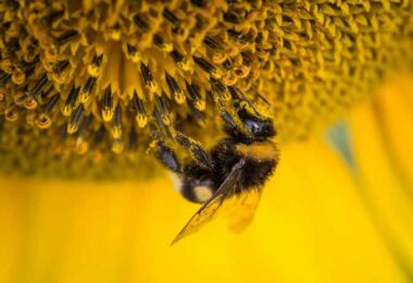 Pollen frais : pour quel usage ? EVISE